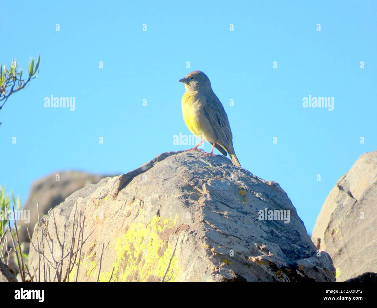 Finish jaune (Sicalis olivascens) Aves Banque D'Images