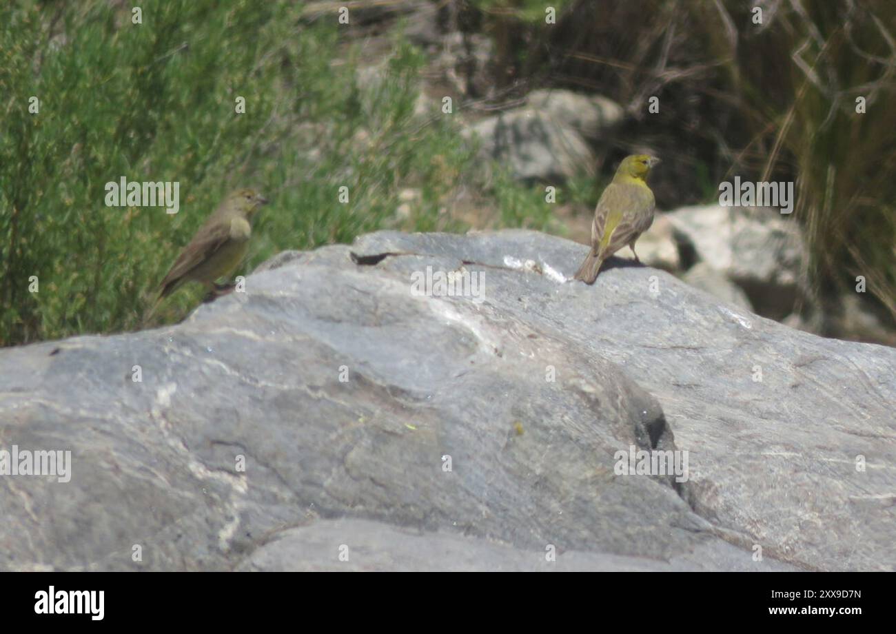 Finish jaune (Sicalis olivascens) Aves Banque D'Images