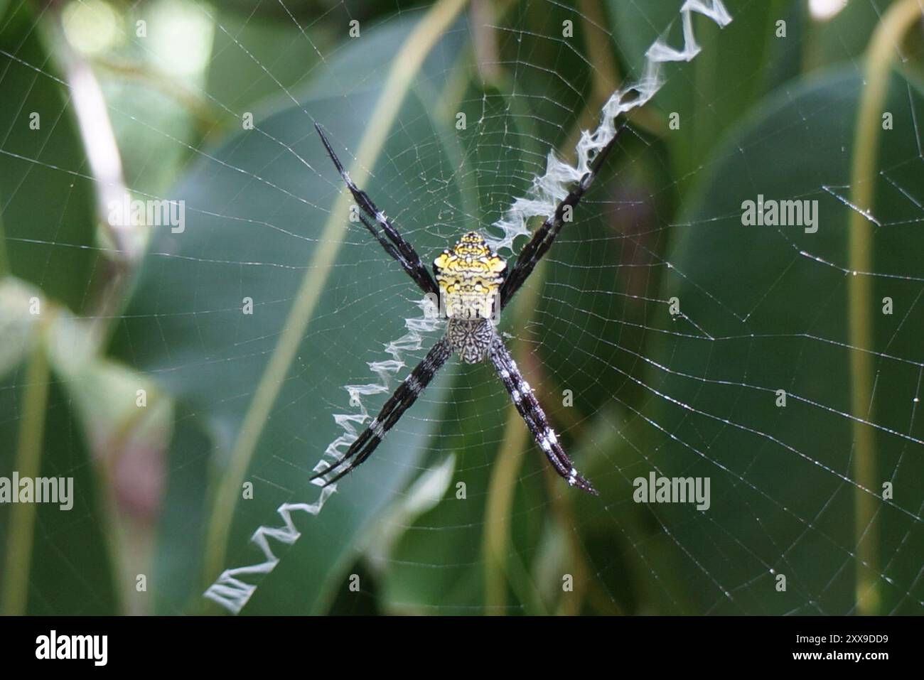 Araignée de jardin hawaïenne (Argiope appensa) Arachnida Banque D'Images