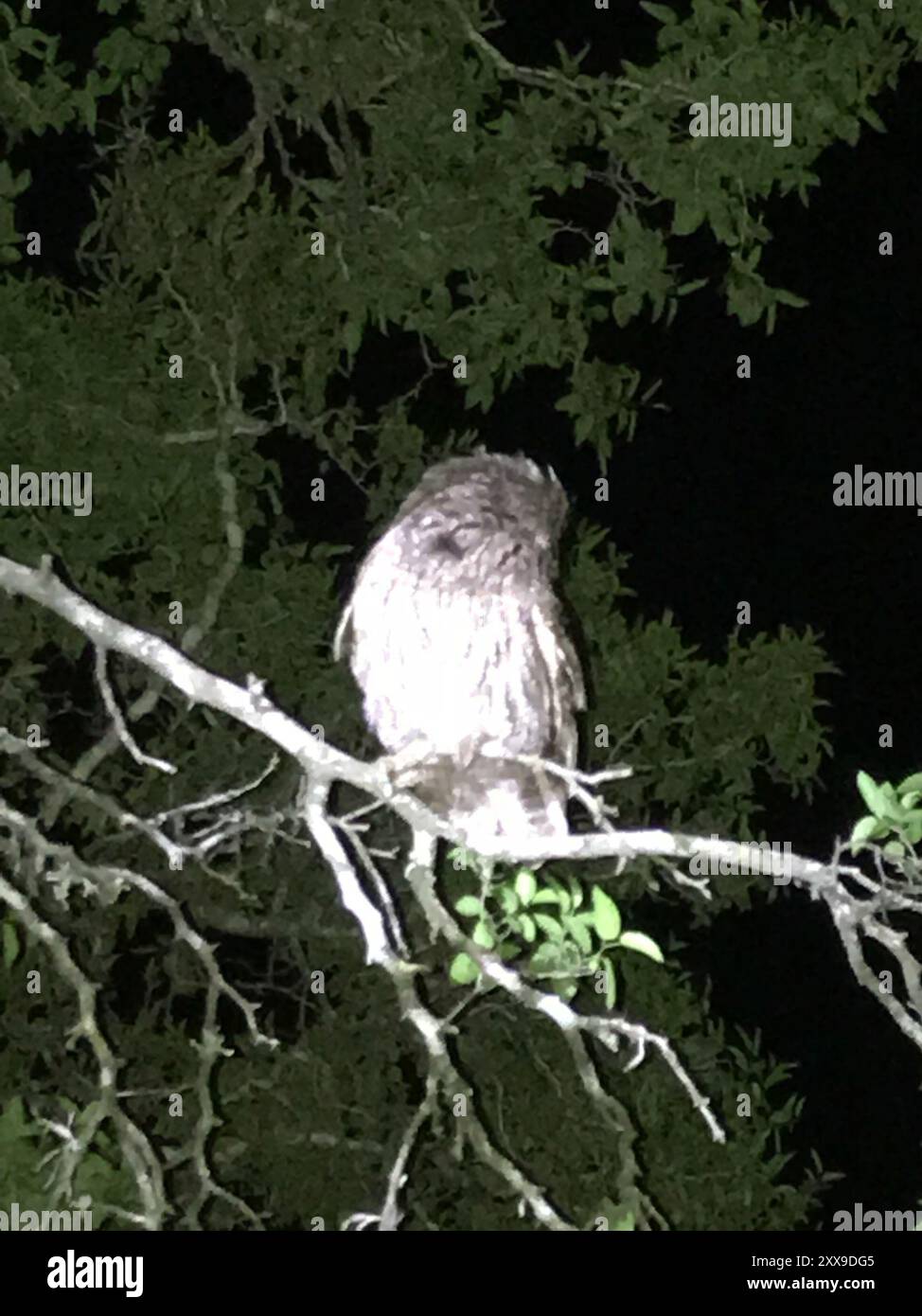 Screech-Owls (Megascops) Aves Banque D'Images