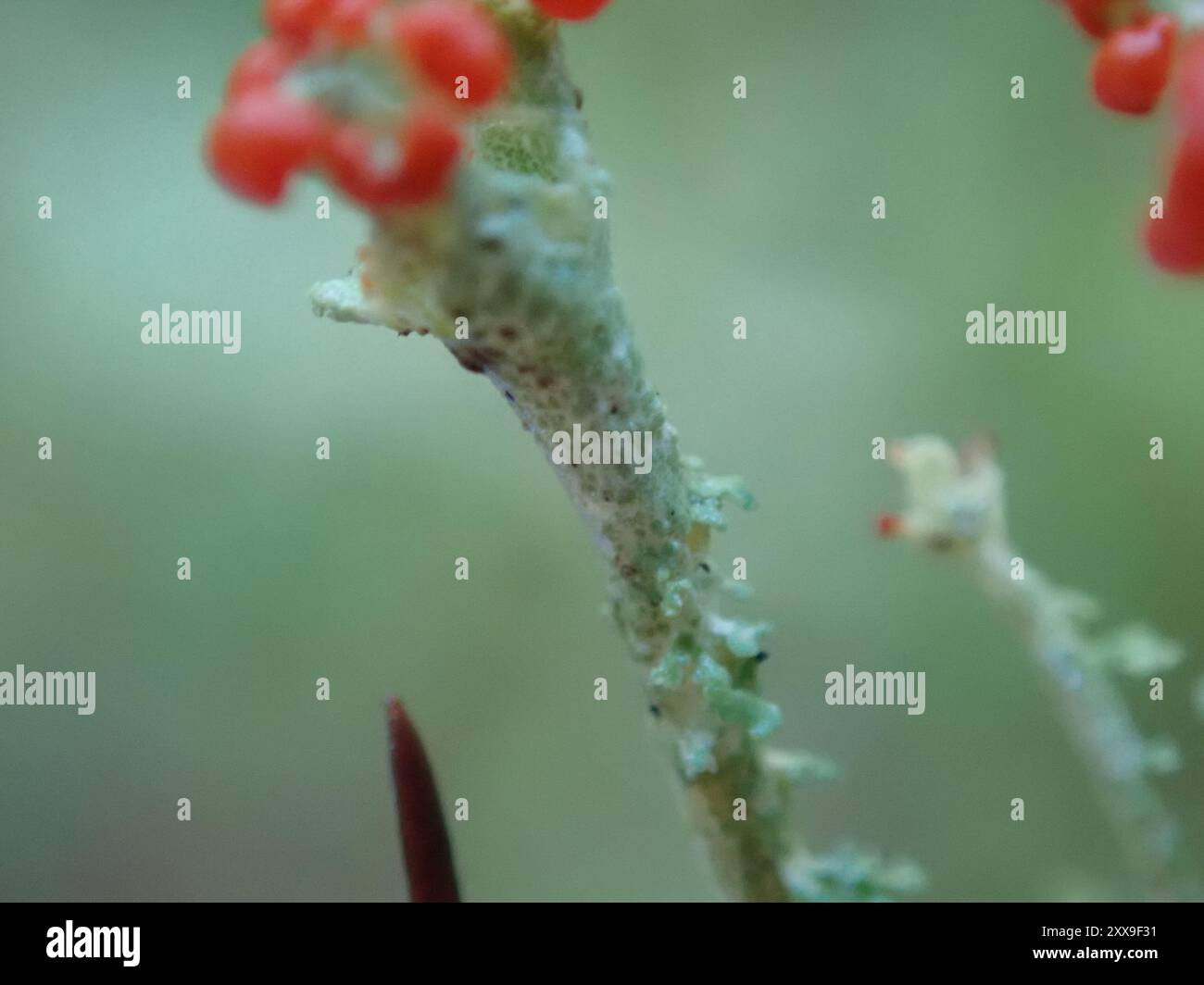 Soldats jouets (Cladonia bellidiflora) champignons Banque D'Images