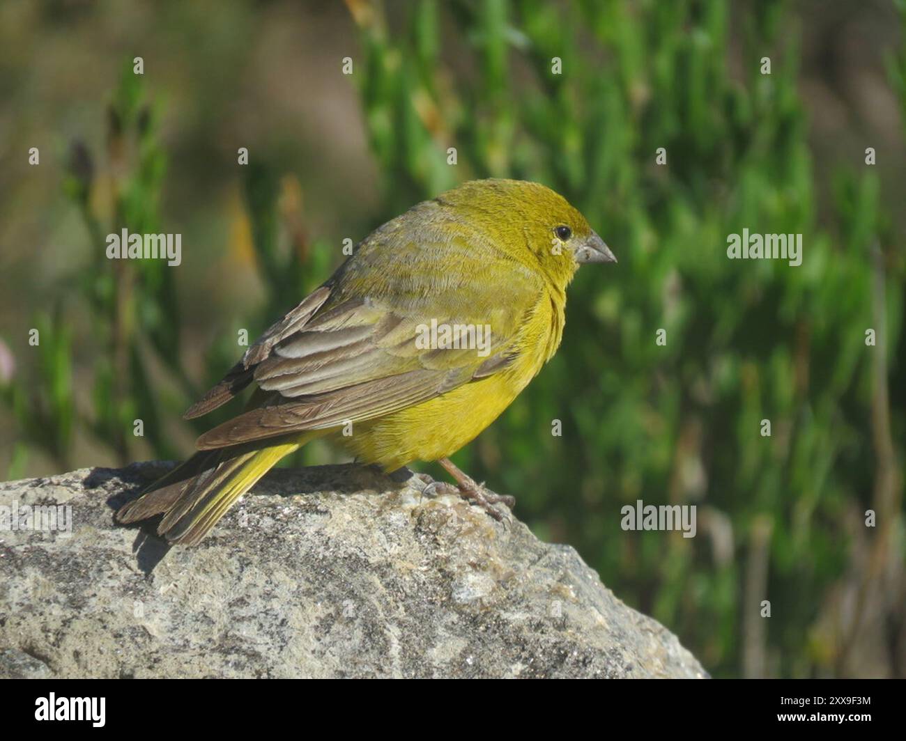 Finish jaune (Sicalis olivascens) Aves Banque D'Images