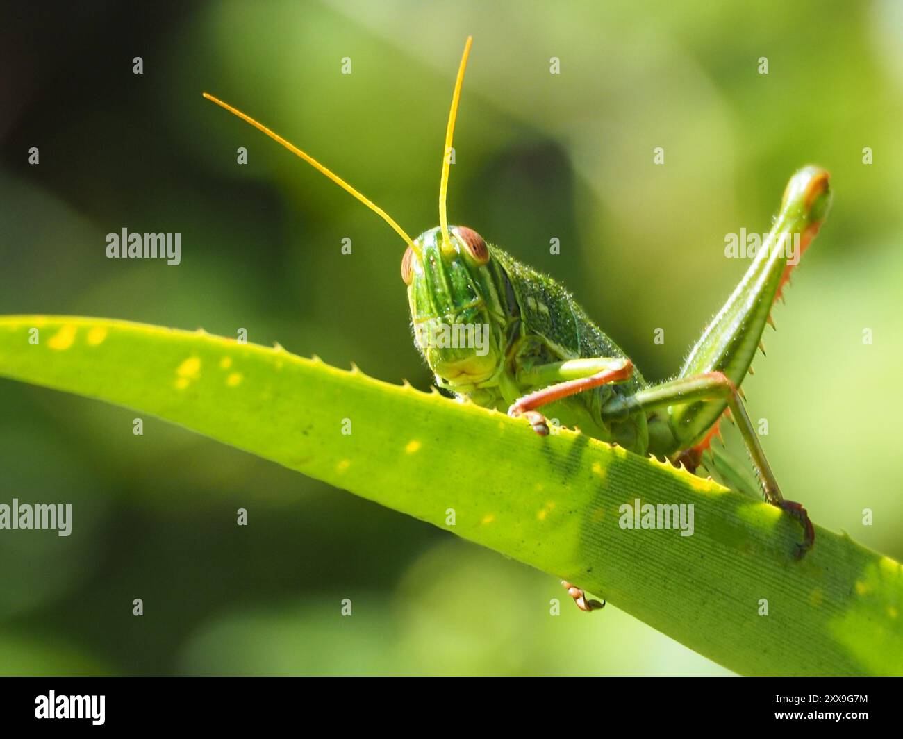 Grande insecte de sauterelle verte (Chondracris rosea) Banque D'Images