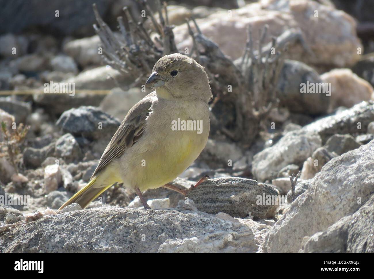 Finish jaune (Sicalis olivascens) Aves Banque D'Images