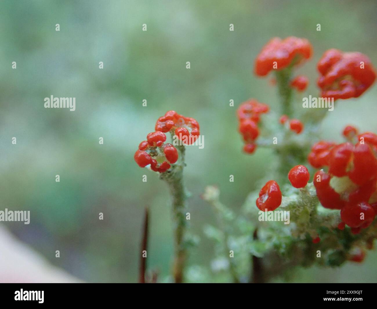 Soldats jouets (Cladonia bellidiflora) champignons Banque D'Images