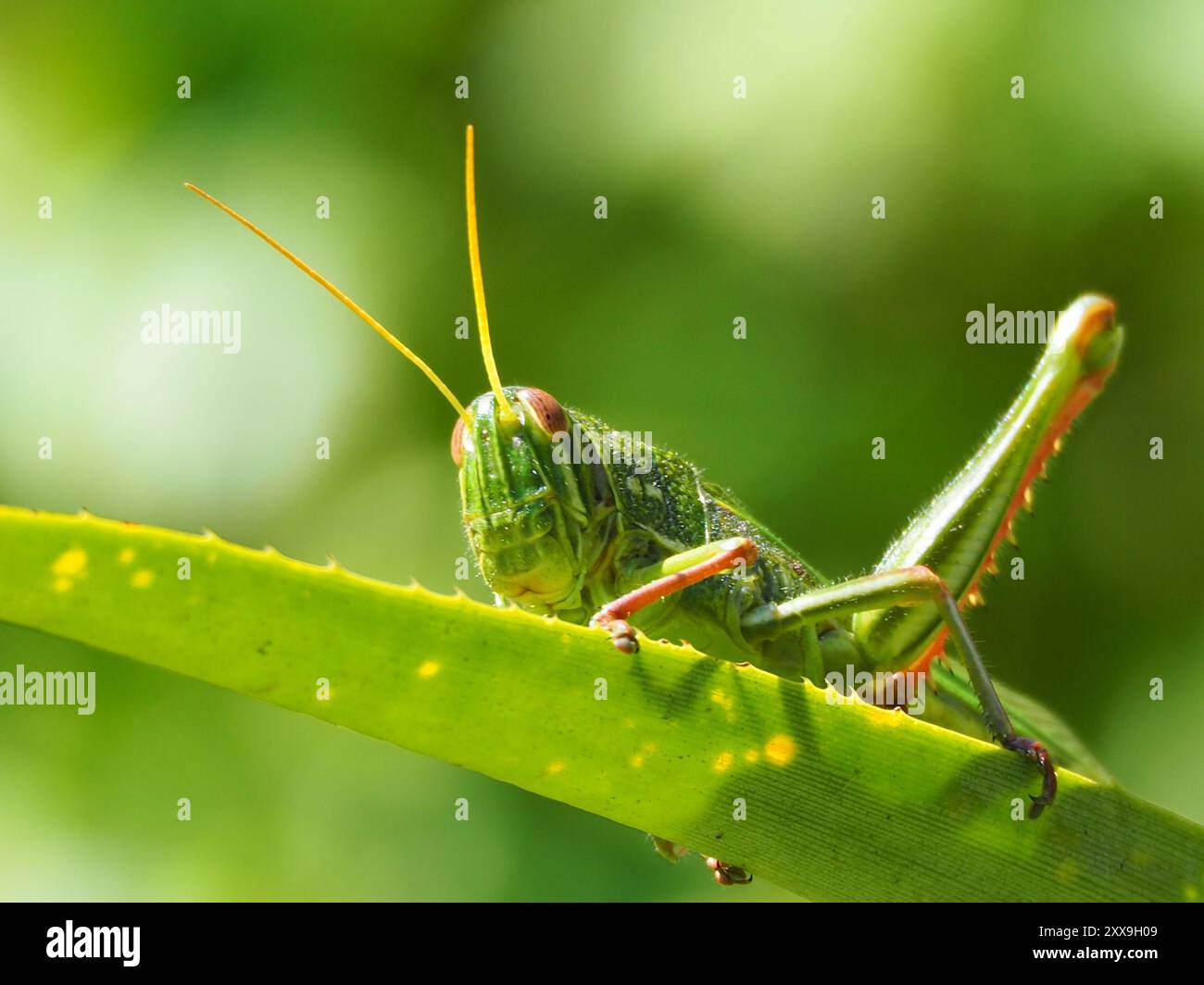 Grande insecte de sauterelle verte (Chondracris rosea) Banque D'Images