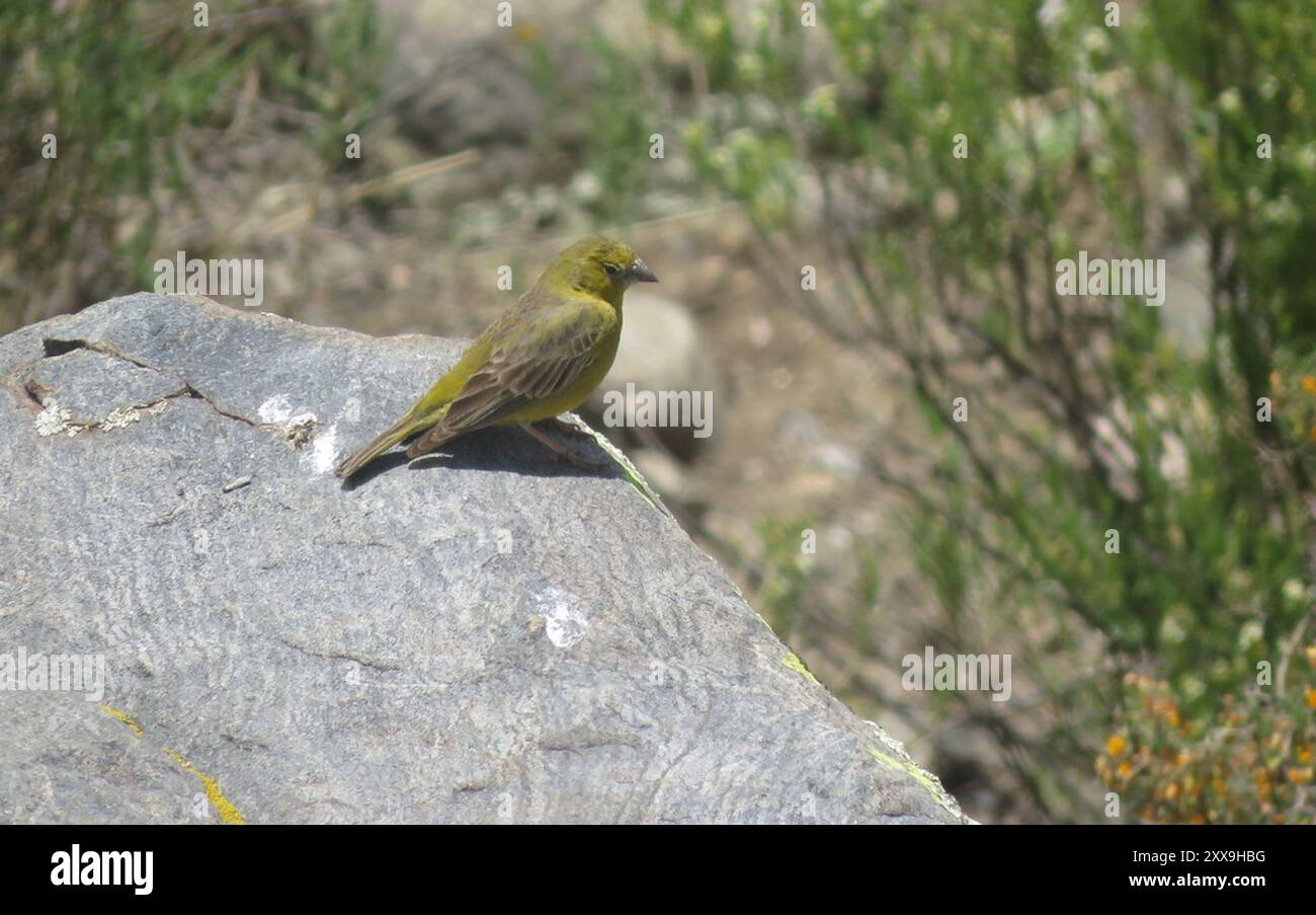 Finish jaune (Sicalis olivascens) Aves Banque D'Images