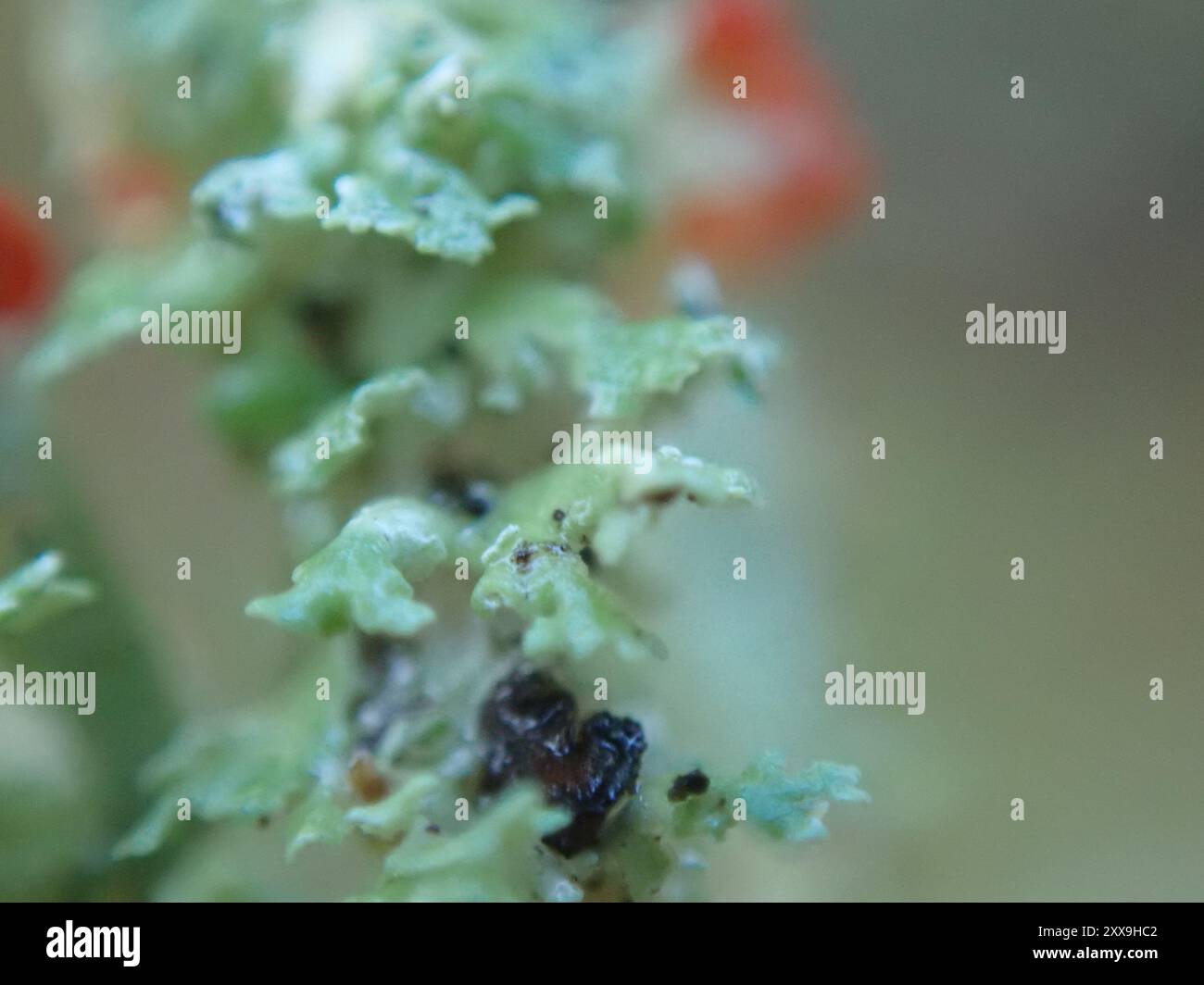 Soldats jouets (Cladonia bellidiflora) champignons Banque D'Images