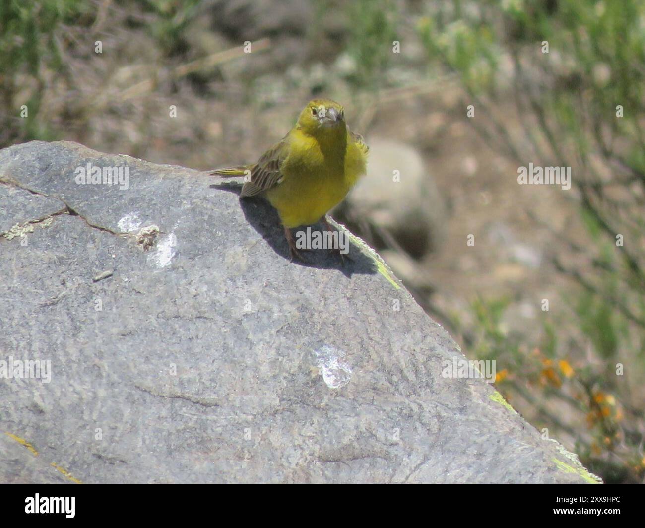Finish jaune (Sicalis olivascens) Aves Banque D'Images