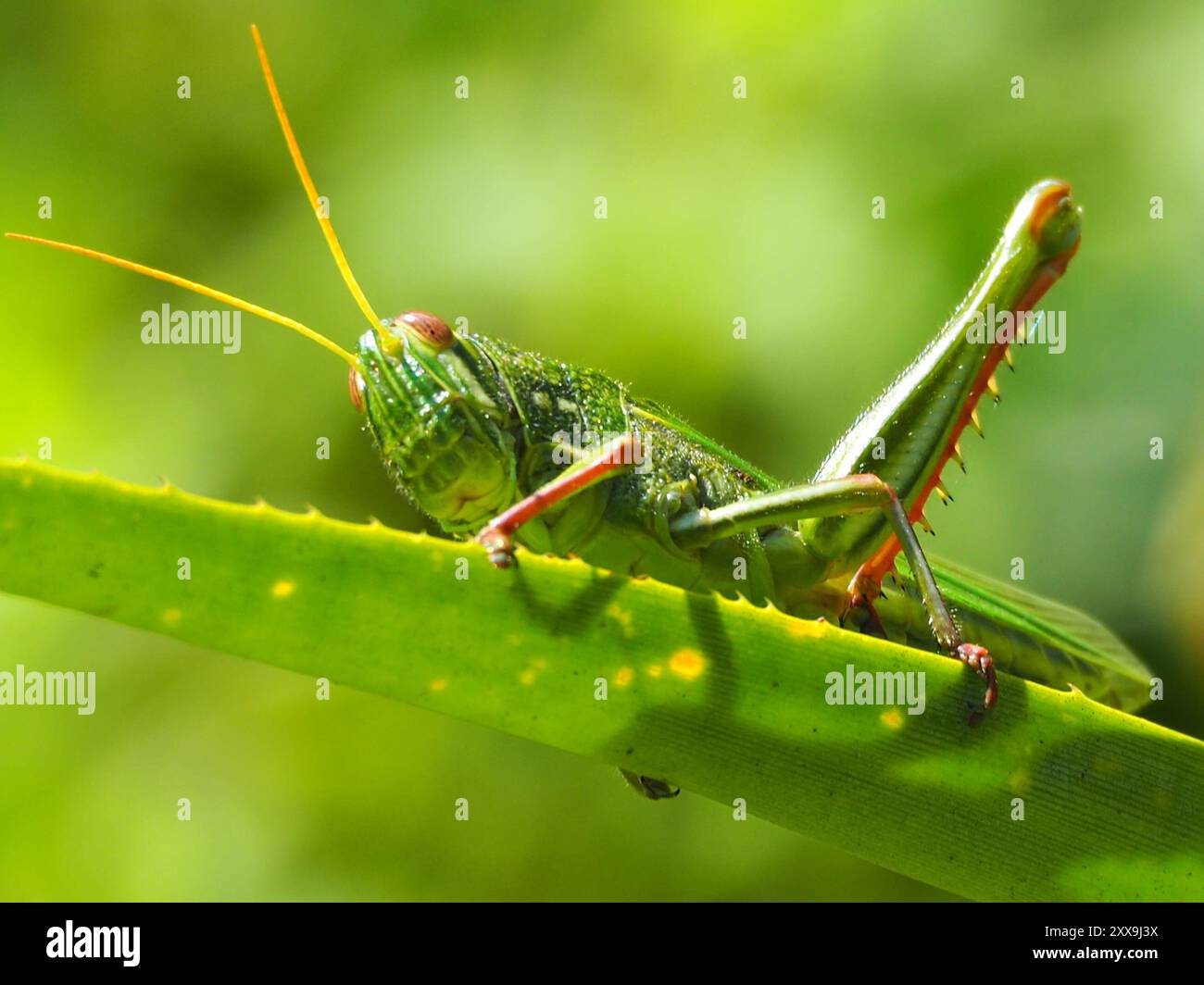 Grande insecte de sauterelle verte (Chondracris rosea) Banque D'Images