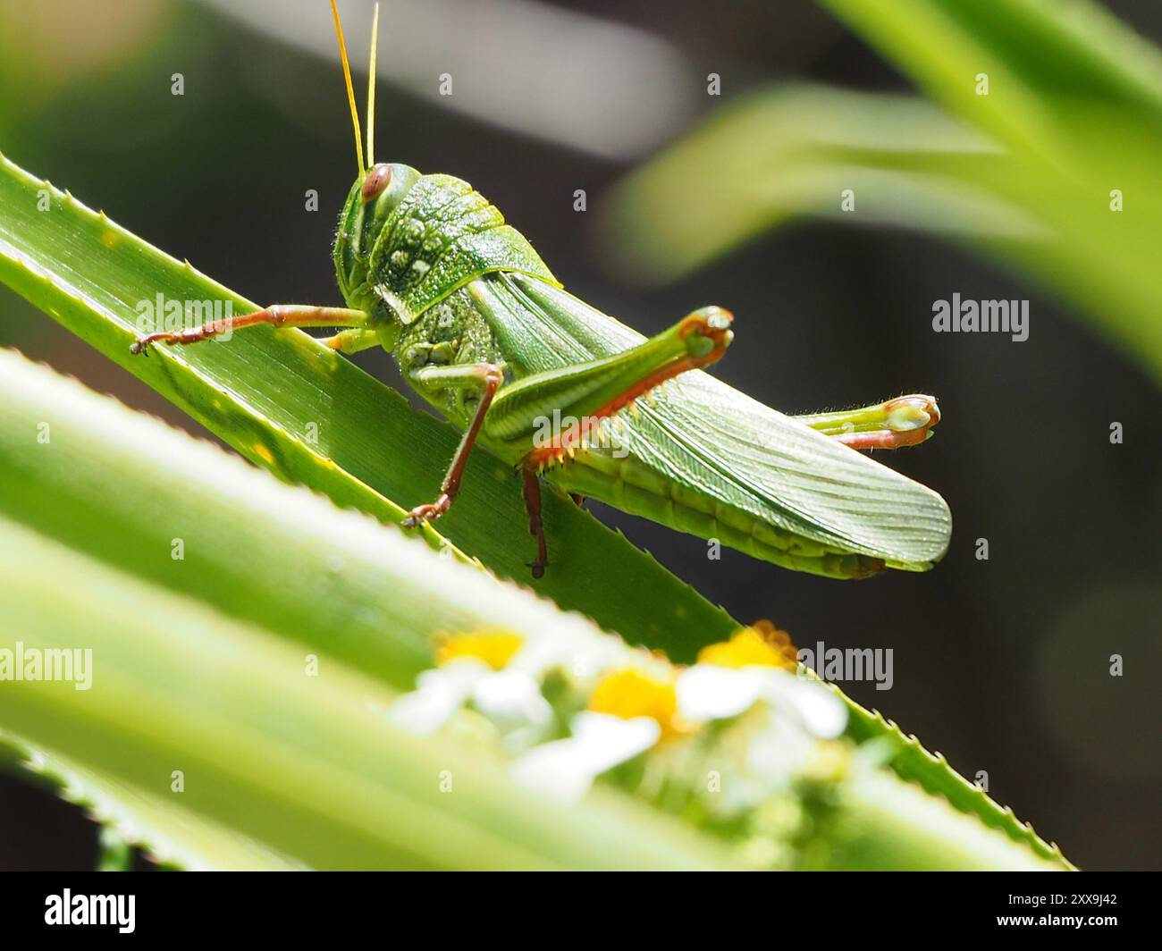 Grande insecte de sauterelle verte (Chondracris rosea) Banque D'Images