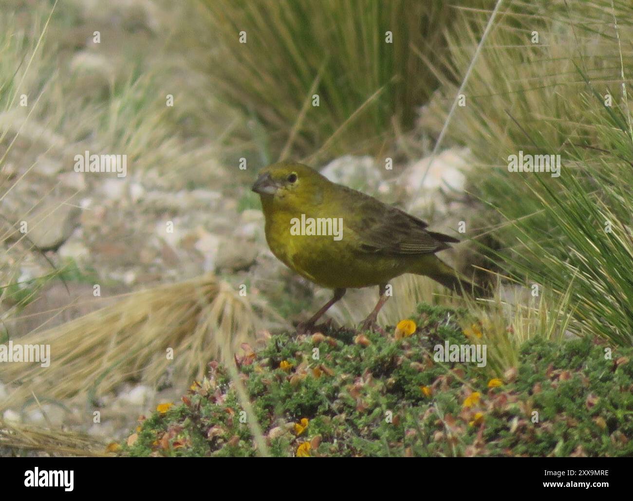 Finish jaune (Sicalis olivascens) Aves Banque D'Images