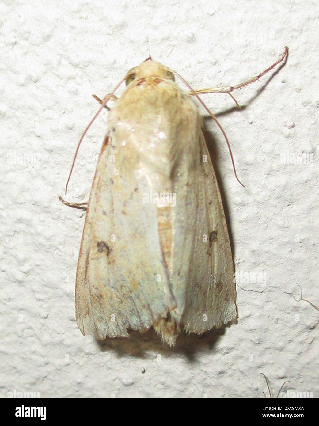 Insecte de la teigne du coton (Helicoverpa armigera) Banque D'Images