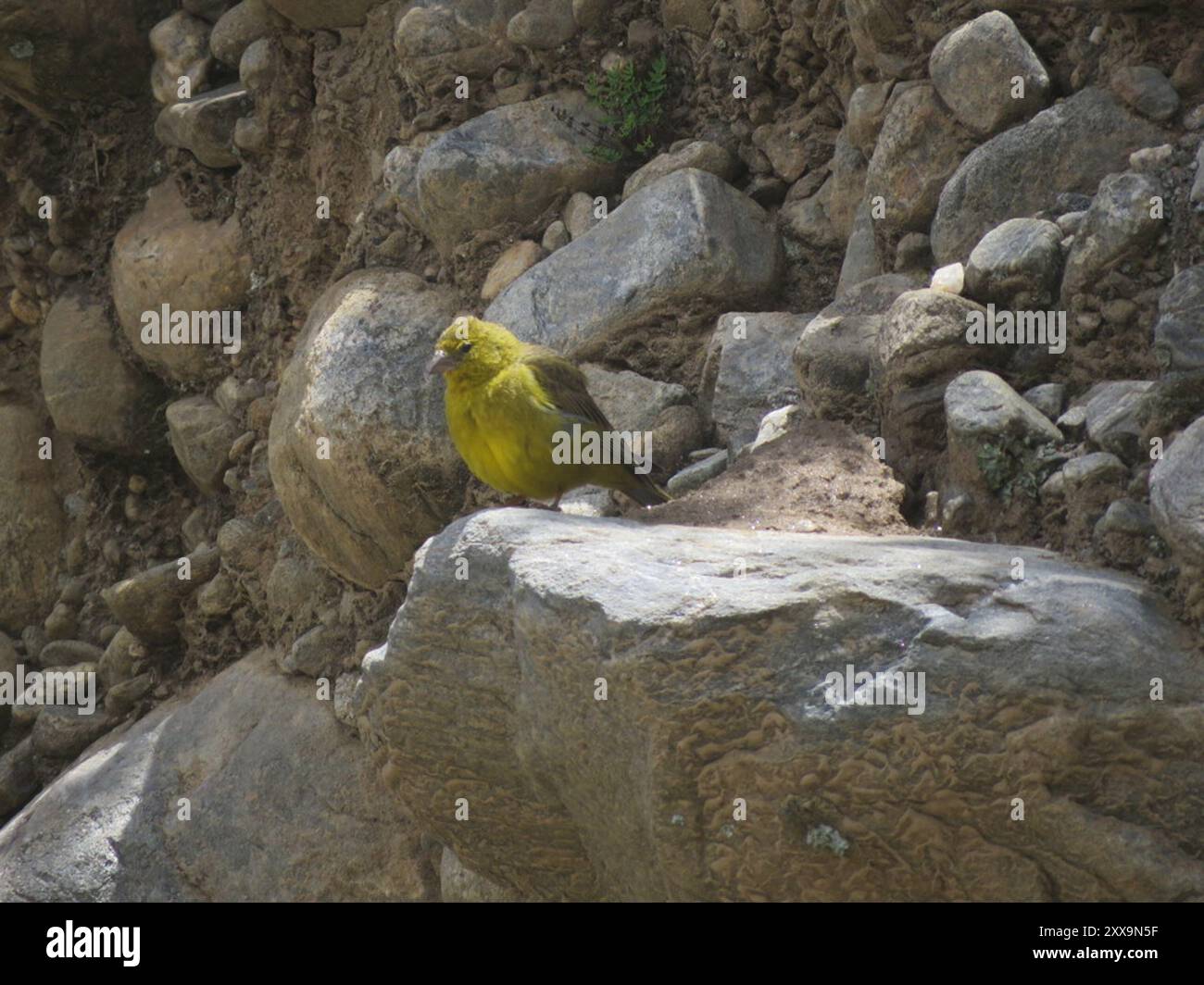 Finish jaune (Sicalis olivascens) Aves Banque D'Images