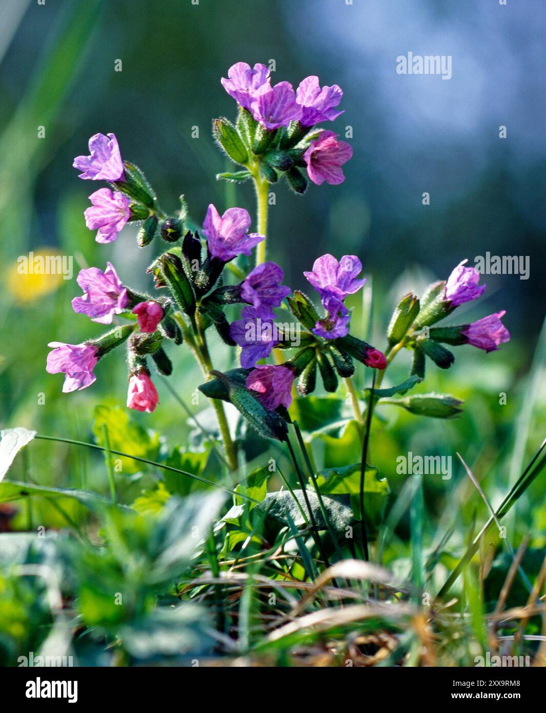 Eches Lungenkraut, Pulmonaria officinalis, auch Blaue Schluesselblume, aus der Familie der Boretschgewaechse, blueht im Fruehling oft gleichzeitig blau, rosa, purpurn oder violett. Die gruenen Sommerblaetter sind weiss gefleckt und bilden dekorative Bodendecker. Frueher wurde die Pflanze in der Volksmedizin zur Heilung von Lungenkrankheiten verwendet Lungenkraut *** véritable lungwort, Pulmonaria officinalis, également connu sous le nom de la fleur bleue, de la famille des bourraches, fleurit souvent bleu, rose, violet ou violet au printemps les feuilles vertes d'été sont tachetées blanches et forment gr décoratif Banque D'Images