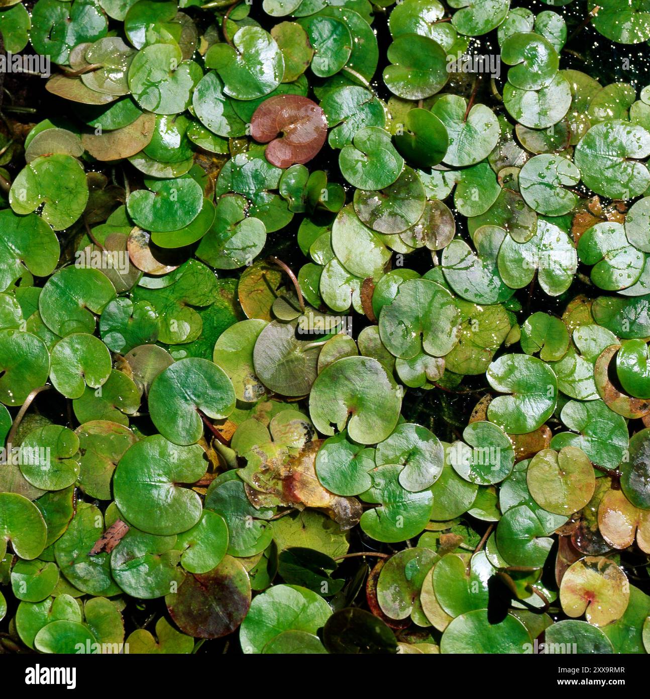 Froschbiss, Hydrocharis morsus-ranae, ist eine Schwimmpflanze naehrstoffreicher Gewaesser, die ab Fruehsommer ganze Schwimmblatt-Teppiche bilden kann. 2019 wurde sie zur Wasserpflanze des Jahres gewaehlt. Froschbiss ist auch eine Beliebte Zierpflanze in Gartenteichen. Froschbiss *** Frog-bit, Hydrocharis morsus ranae, est une plante flottante qui est riche en nutriments et peut former des tapis entiers de feuilles flottantes à partir du début de l'été en 2019. Elle a été élue plante aquatique de l'année Frog-bit est également une plante ornementale populaire dans les étangs de jardin Frog-bit Banque D'Images