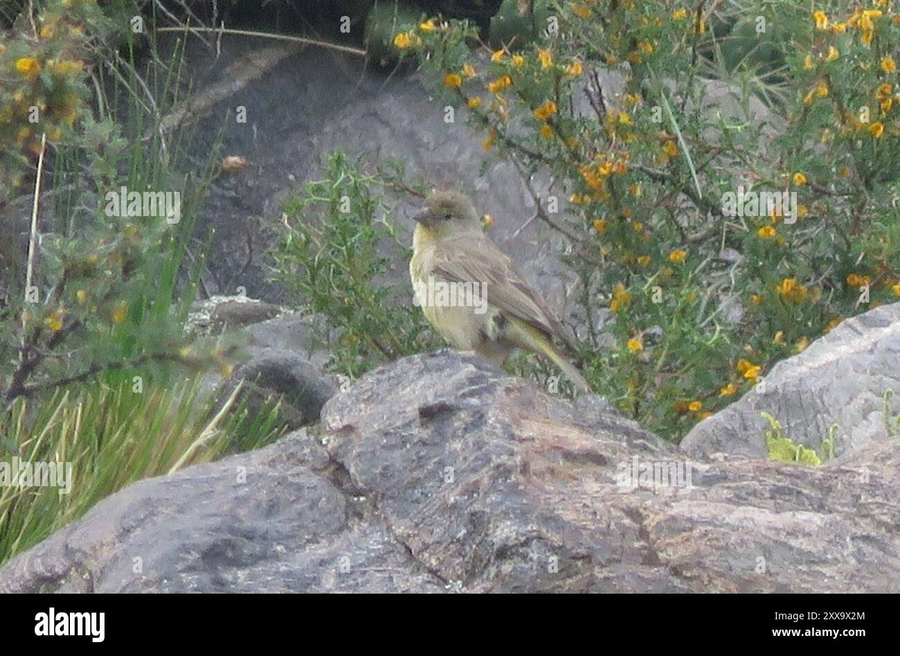 Finish jaune (Sicalis olivascens) Aves Banque D'Images