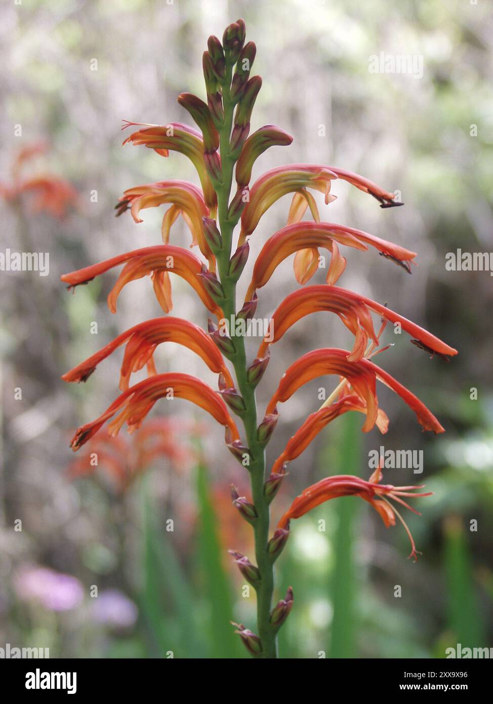 Drapeau africain (Chasmanthe floribunda) Plantae Banque D'Images