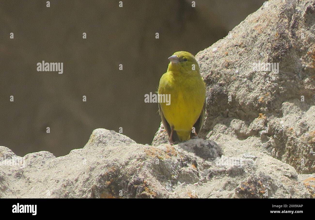 Finish jaune (Sicalis olivascens) Aves Banque D'Images