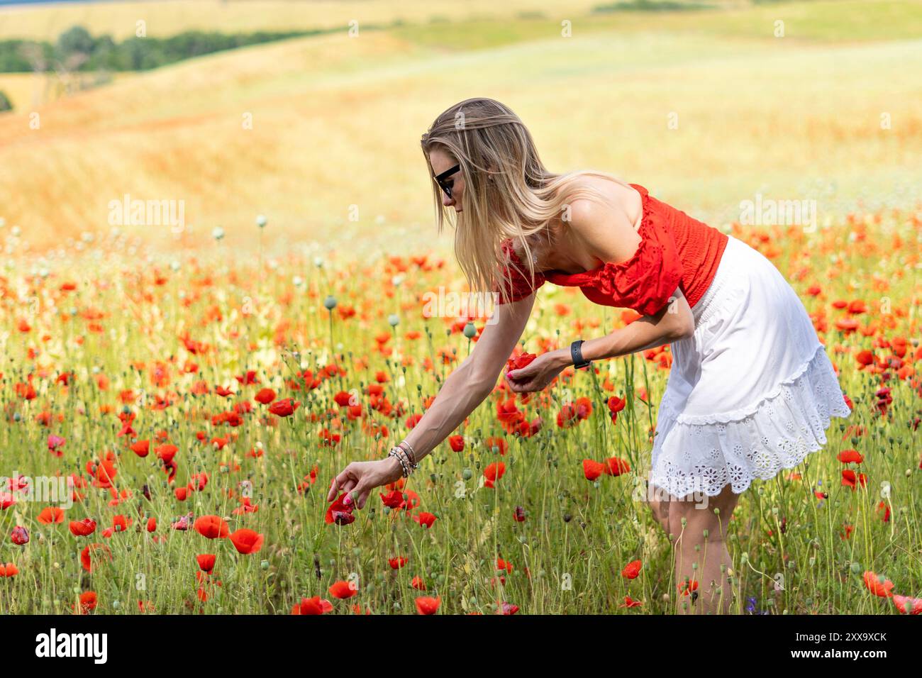 Jeune femme blonde en lunettes de soleil dans une robe rouge et blanche cueillant des fleurs dans un champ de coquelicots rouges Banque D'Images