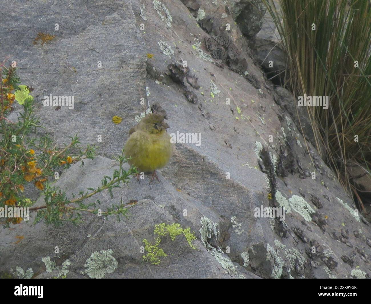Finish jaune (Sicalis olivascens) Aves Banque D'Images
