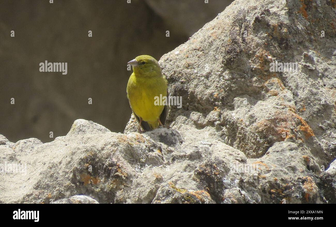 Finish jaune (Sicalis olivascens) Aves Banque D'Images
