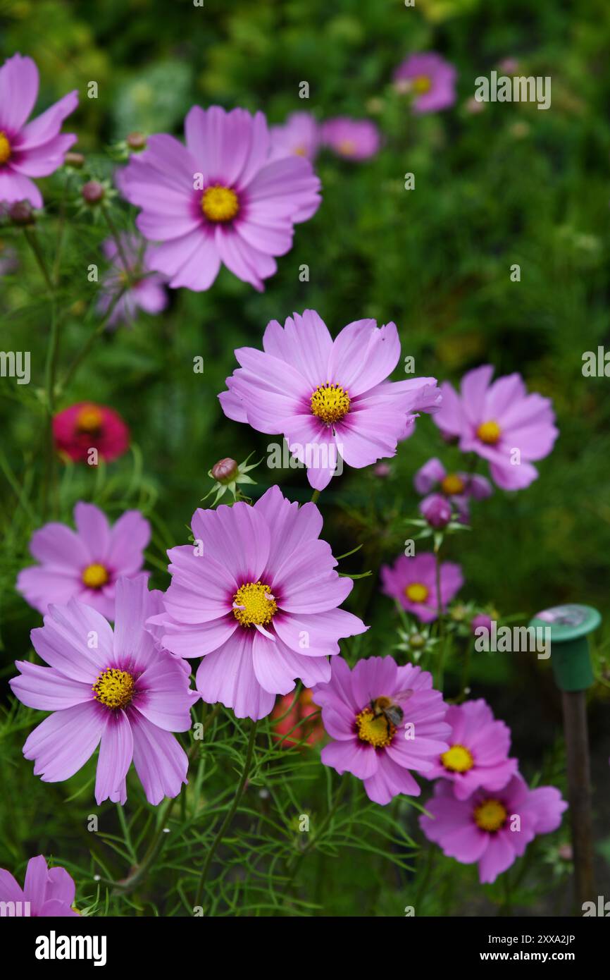 Le jardin de coupe Banque D'Images