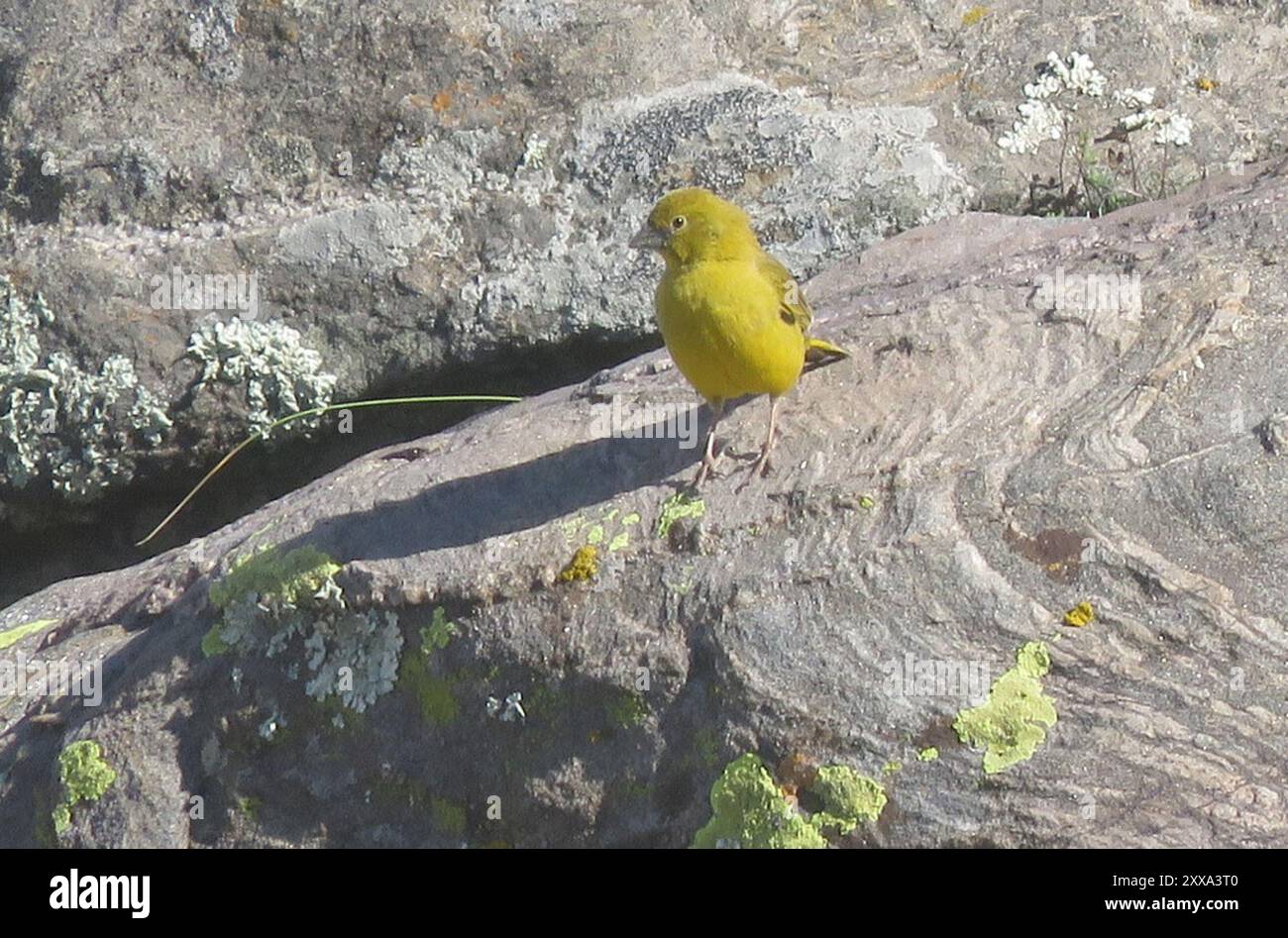 Finish jaune (Sicalis olivascens) Aves Banque D'Images