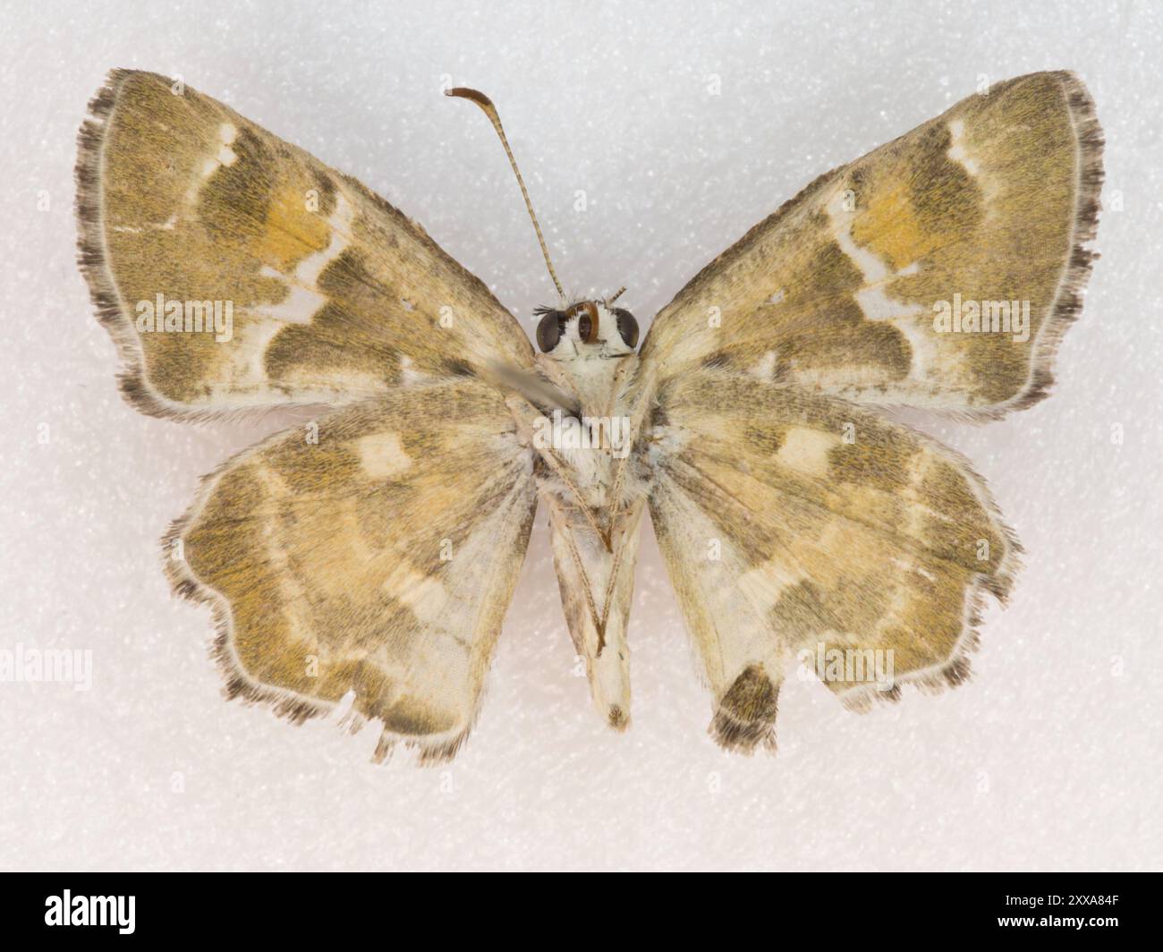 Arizona Powded-Skipper (Systasea zampa) Insecta Banque D'Images