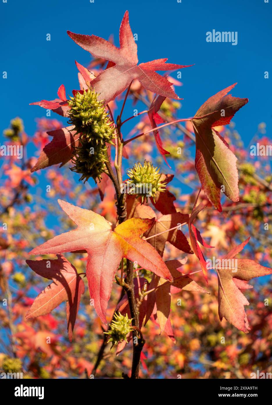 Les érables japonais mettent en valeur leur magnifique feuillage d'automne, avec des rouges et des oranges flamboyants contrastant magnifiquement avec le ciel bleu clair Banque D'Images