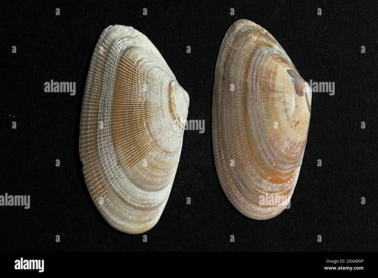 Wedge shell donax vittatus Banque de photographies et d’images à haute — free download