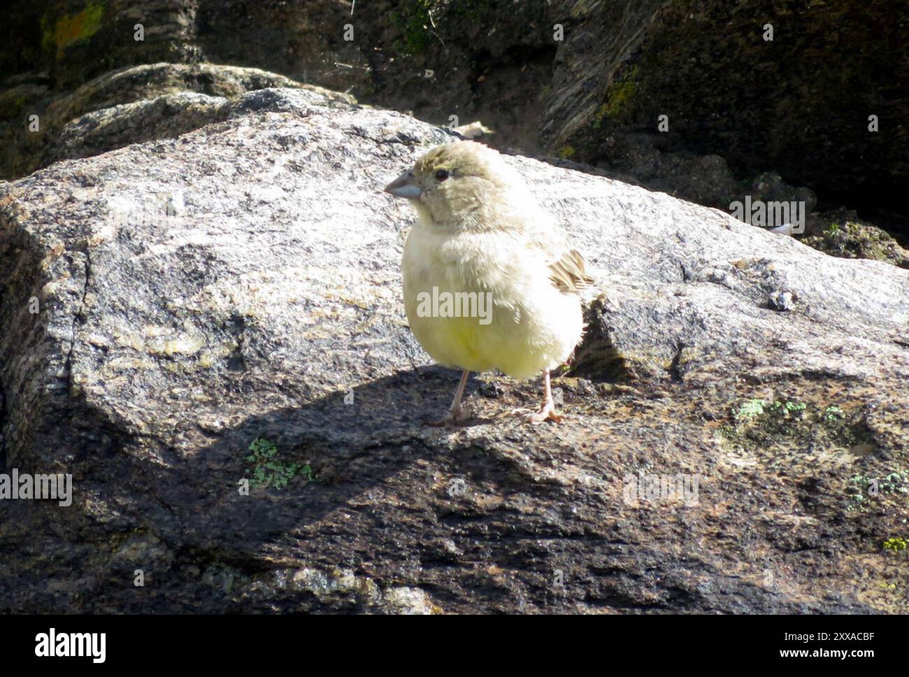 Finish jaune (Sicalis olivascens) Aves Banque D'Images