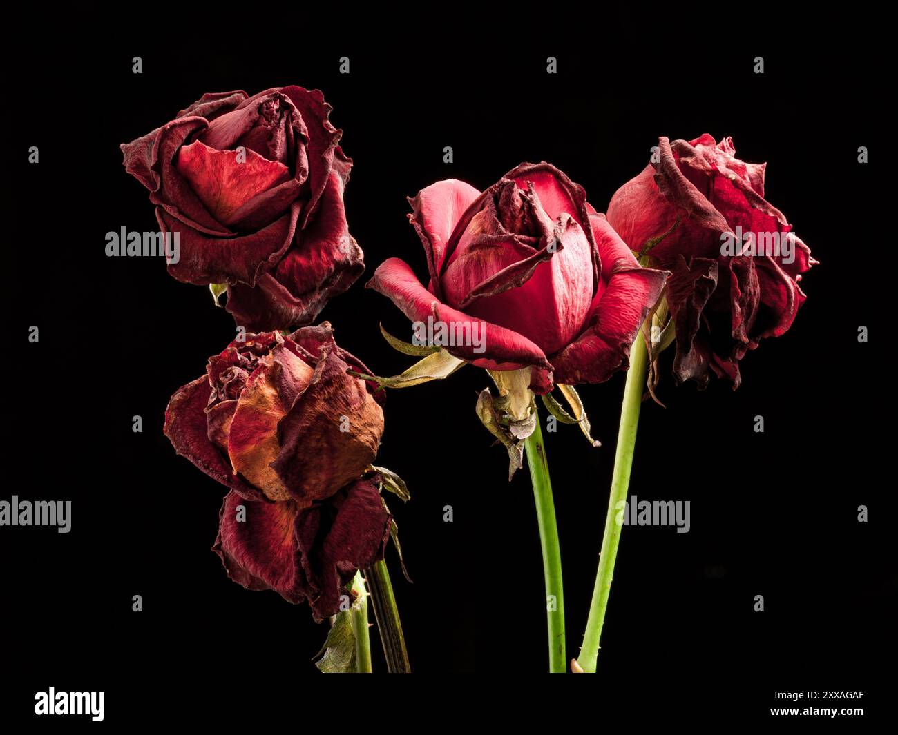Roses rouges séchées avec des pétales recourbés sur fond noir, évoquant des thèmes de pourriture, de beauté perdue et de passage du temps dans un contraste dramatique. Banque D'Images