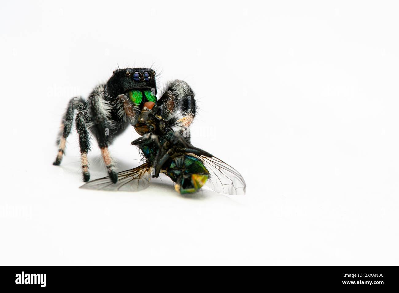 Une araignée sauteuse mâle (Phidippus regius) est vue en train de consommer une mouche verte dans ce gros plan macro-studio. L'arrière-plan blanc met en évidence les détails Banque D'Images