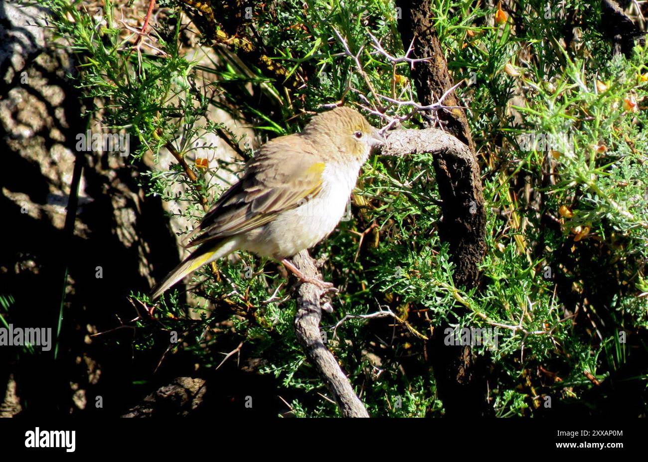 Finish jaune (Sicalis olivascens) Aves Banque D'Images