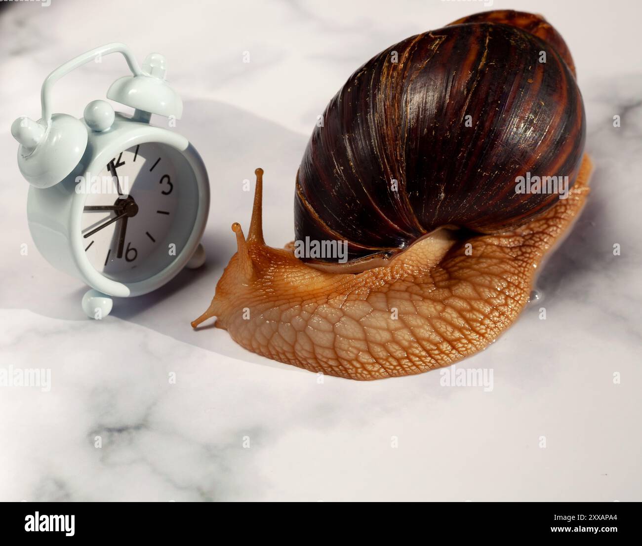 L'escargot Achatina et réveil. Animal de compagnie exotique hypoallergénique. Banque D'Images