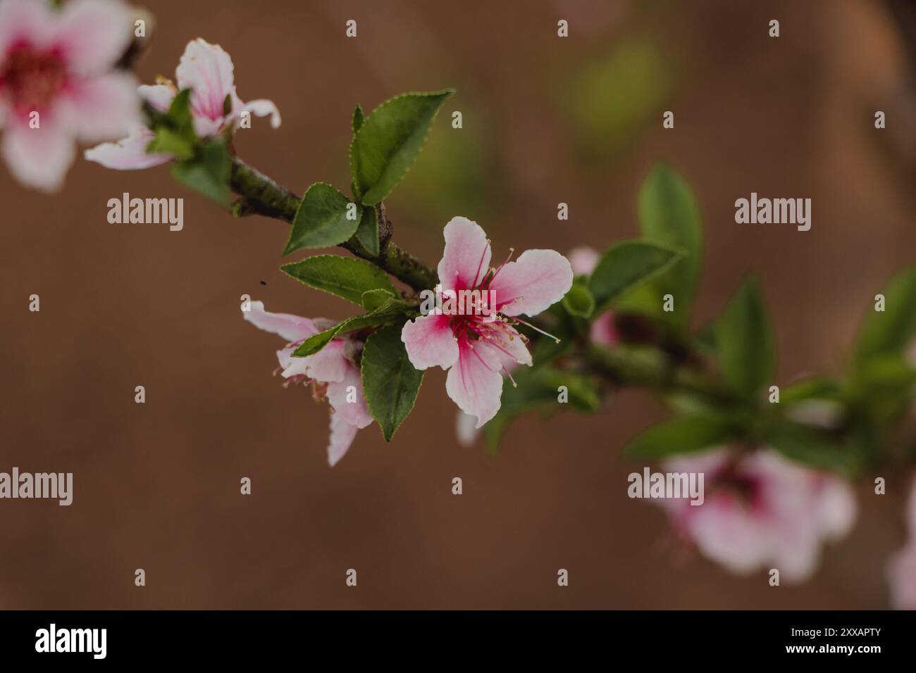 belles fleurs de pêche sur la branche en gros plan Banque D'Images