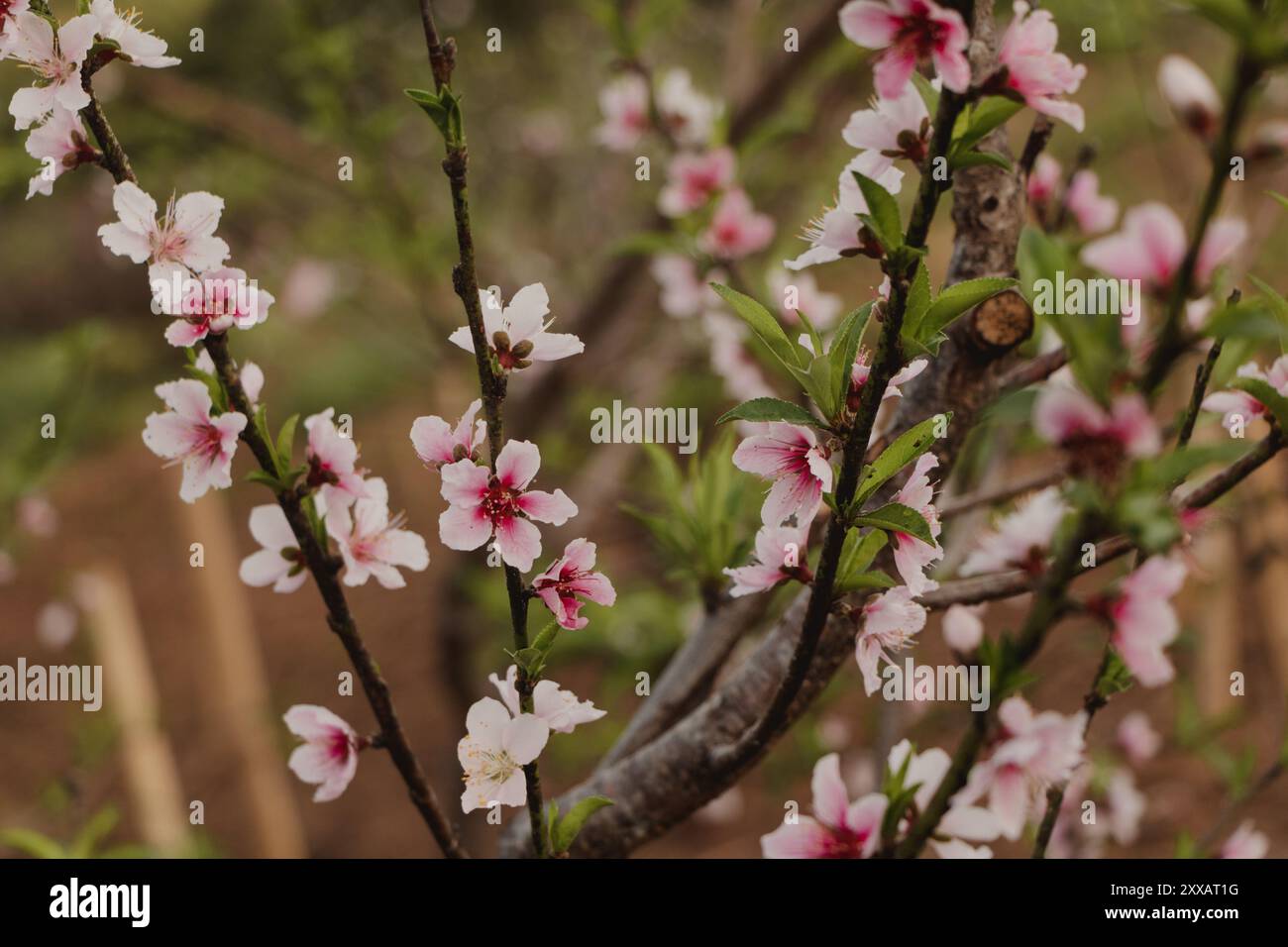 fleurs de pêche sur la branche Banque D'Images