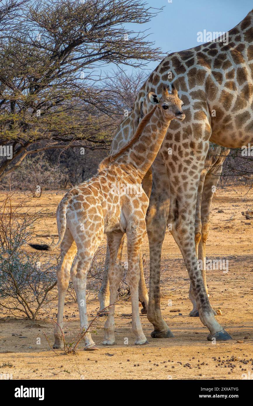 Photo d'une girafe babay mignonne avec sa mère dans la savane, la faune et le gibier en Namibie, Afrique Banque D'Images