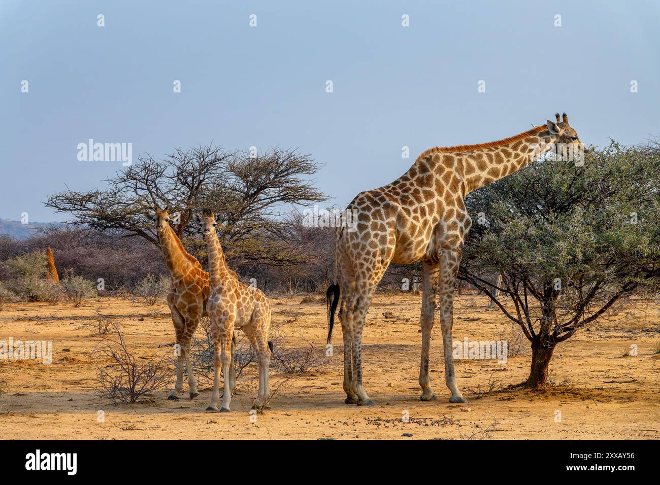 Photo de deux adorables bébés girafes avec sa mère dans la savane, la famille des girafes, la faune et la chasse au gibier en Namibie, Afrique Banque D'Images