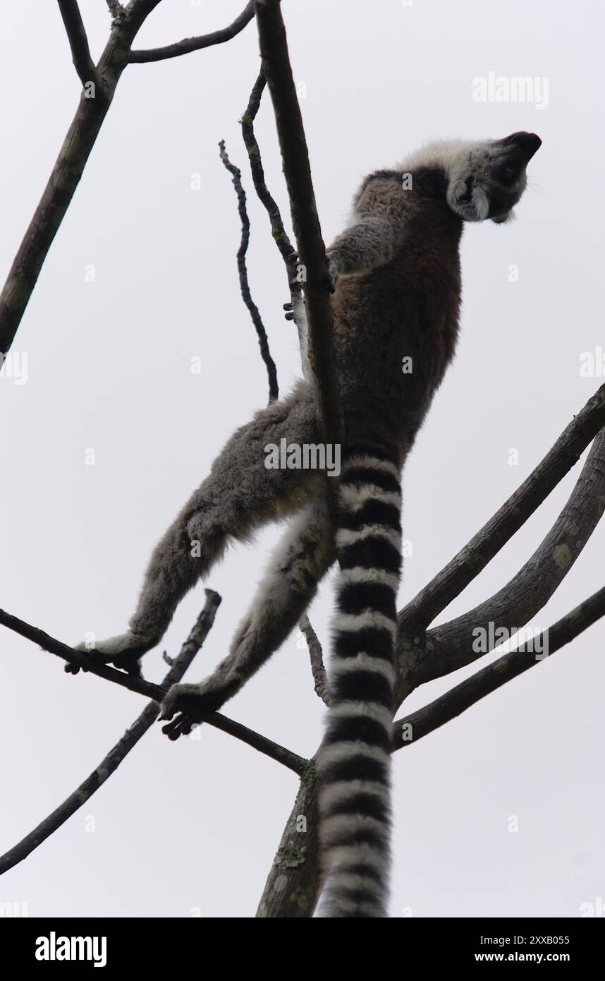 Lémurien à queue annulaire (Lemur catta) à la réserve d'Anja, Madagascar. Banque D'Images