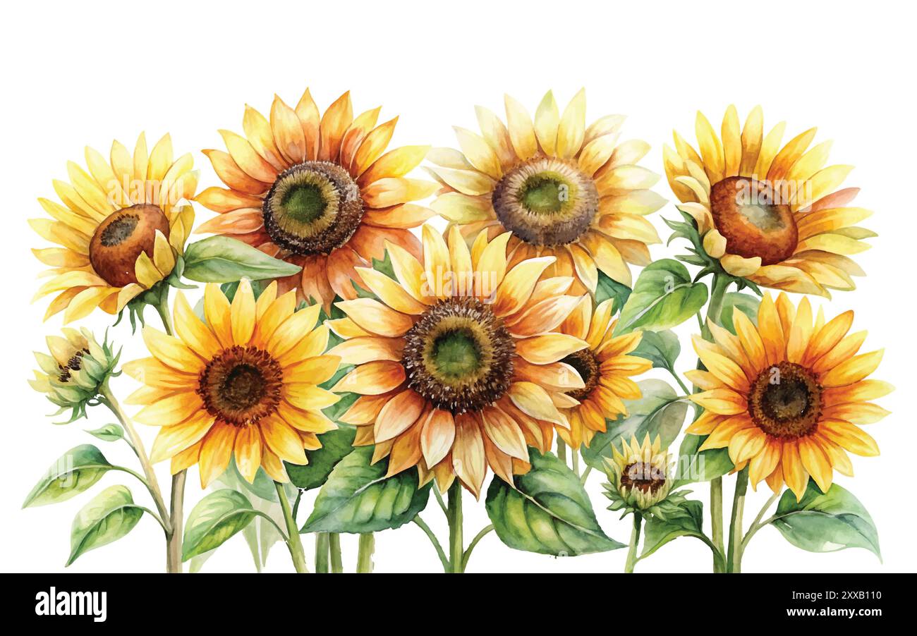 Fleurs d'aquarelle de tournesol sur un fond blanc, clipart d'illustration vectorielle Illustration de Vecteur