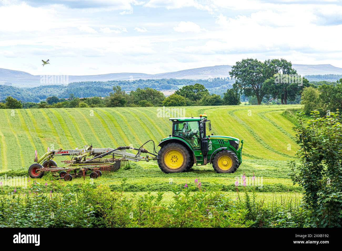 Tournage de l'herbe pour l'ensilage avec un tracteur John Deere 6130R et un râteau à foin Claas Liner 2900 à Irthington, Cumbria, Angleterre, Royaume-Uni Banque D'Images