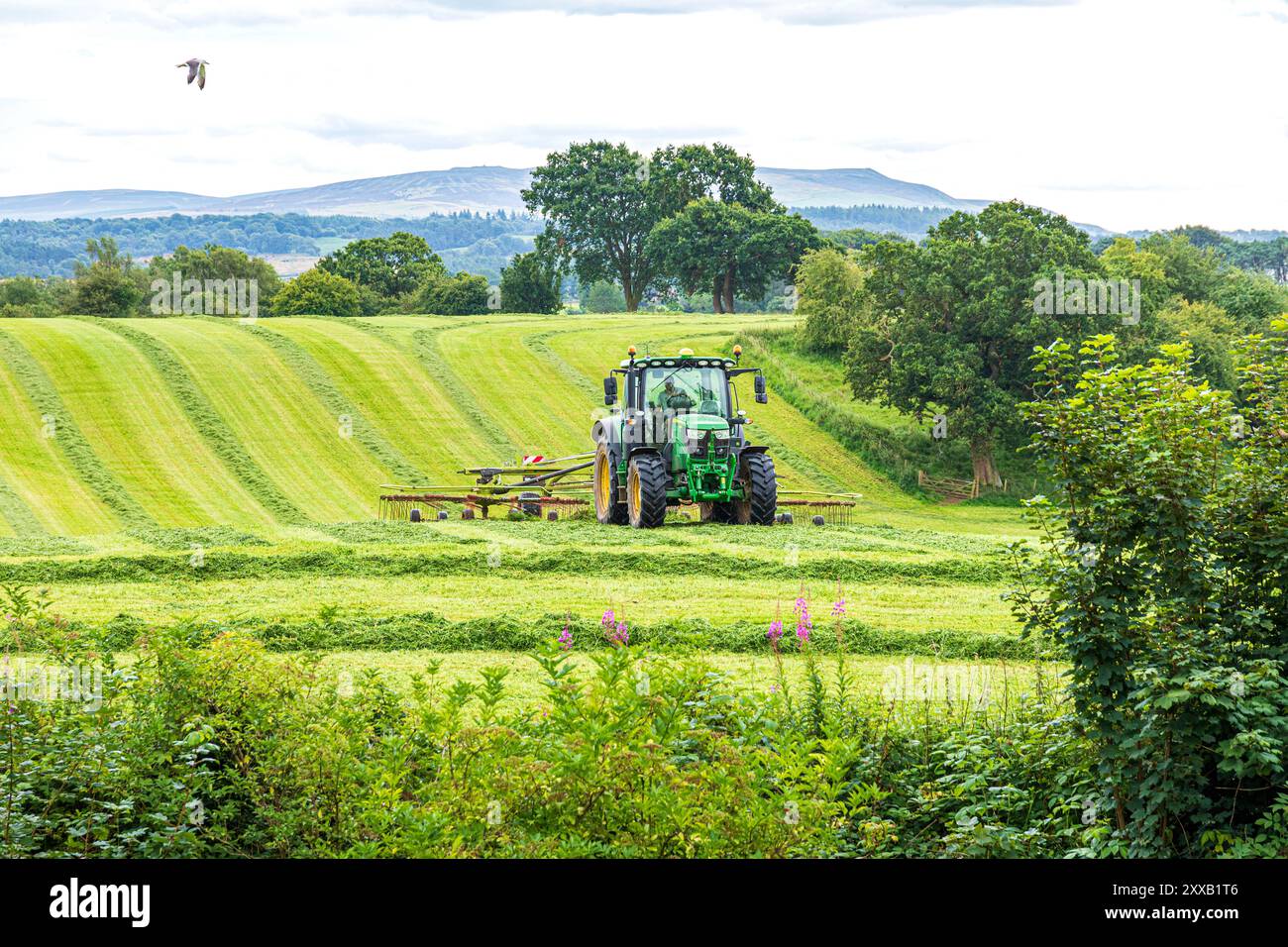 Tournage de l'herbe pour l'ensilage avec un tracteur John Deere 6130R et un râteau à foin Claas Liner 2900 à Irthington, Cumbria, Angleterre, Royaume-Uni Banque D'Images