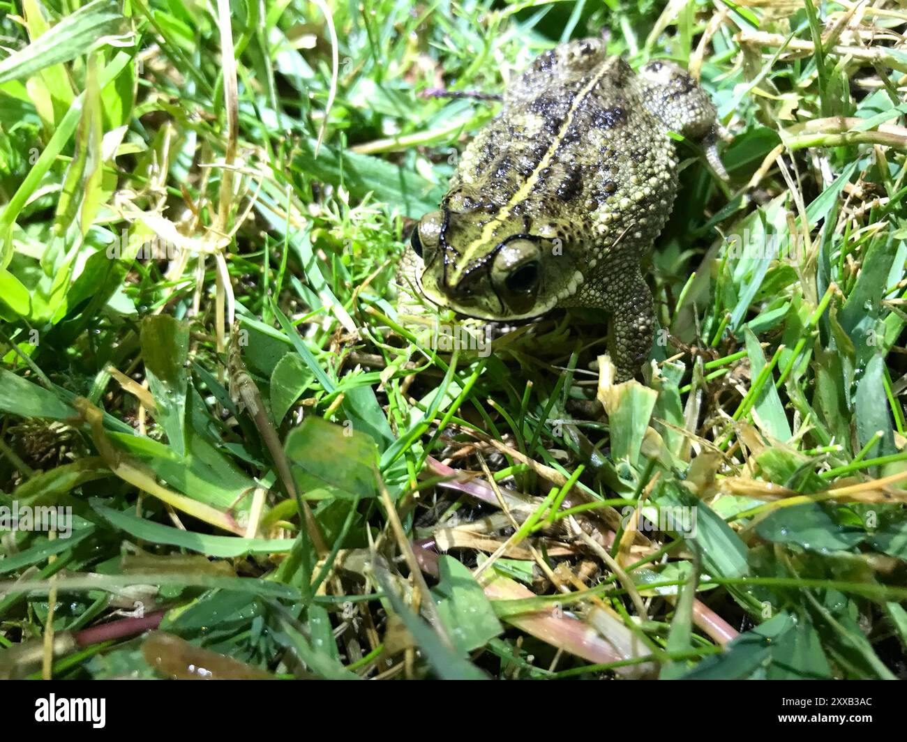 Bella Vista Toad (Rhinella dorbignyi) Amphibia Banque D'Images
