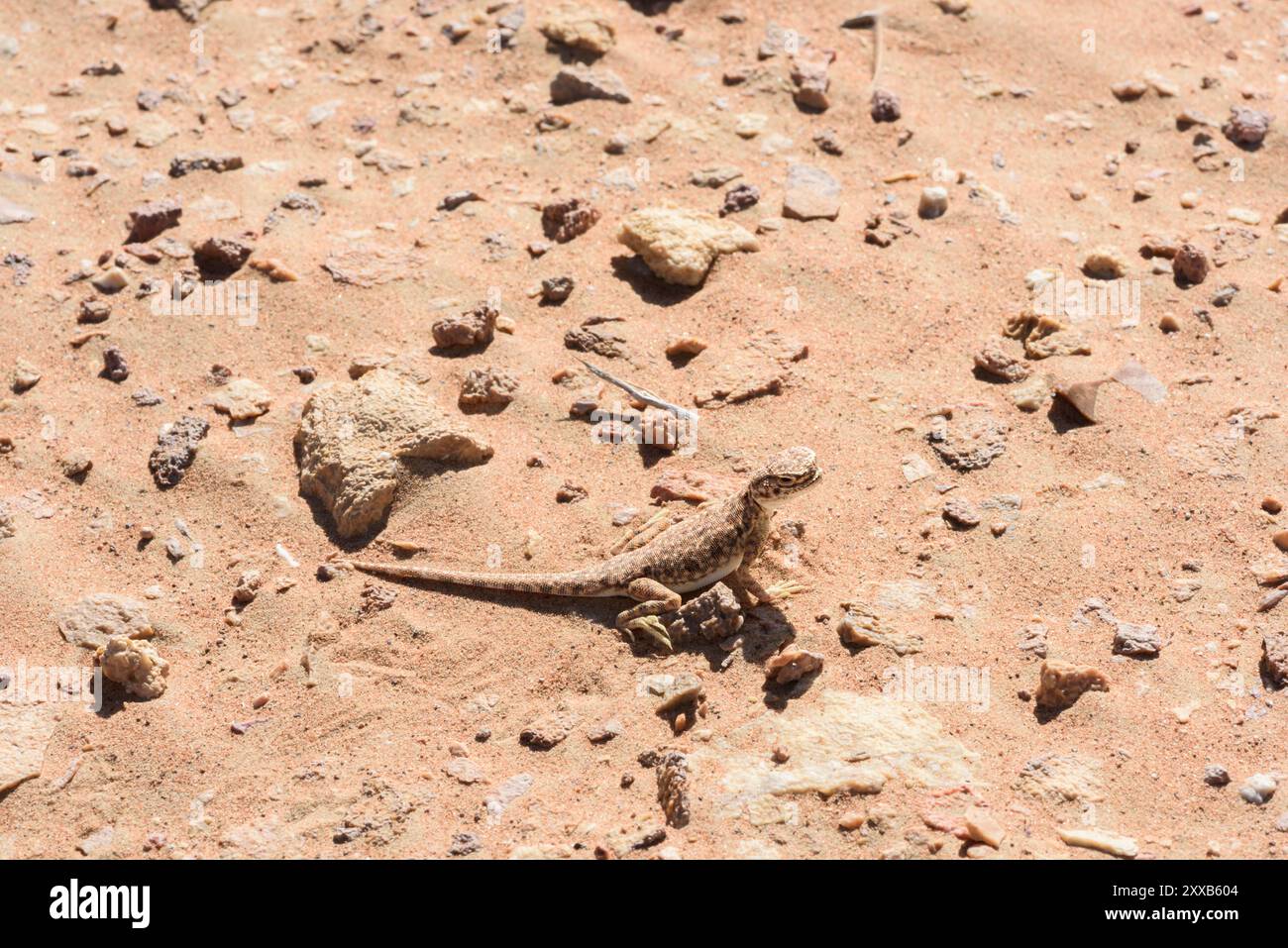 Lézard à tête ronde du désert, Phrynocephalus mystaceus, reposant sur le sable, ressemblant à un dragon vivant dans son environnement naturel Banque D'Images