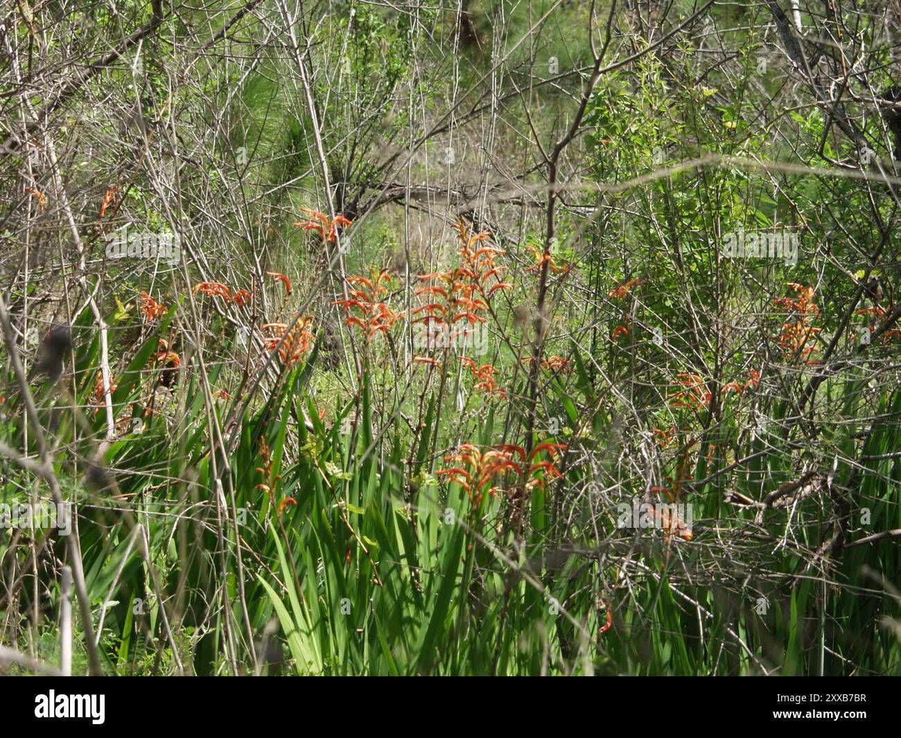 Drapeau africain (Chasmanthe floribunda) Plantae Banque D'Images