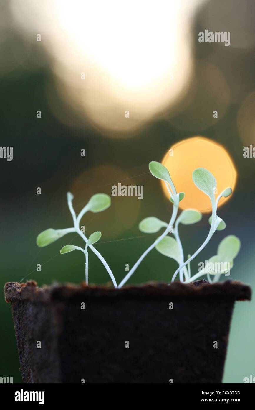 Jeune plante de laitue en pot biologique avec bokeh de lumière Banque D'Images