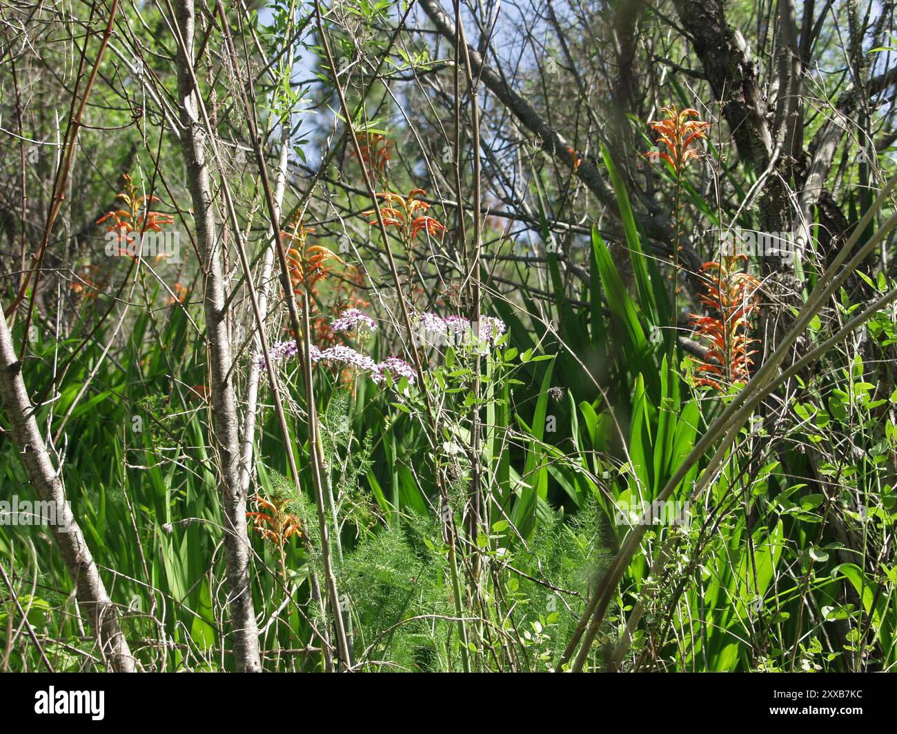 Drapeau africain (Chasmanthe floribunda) Plantae Banque D'Images