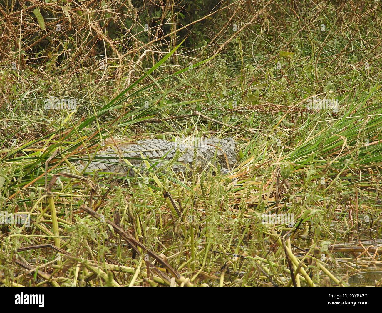 Crocodile ouest-africain (Crocodylus suchus) Reptilia Banque D'Images